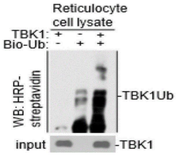 TBK1作为E3泛素连接酶的应用的制作方法
