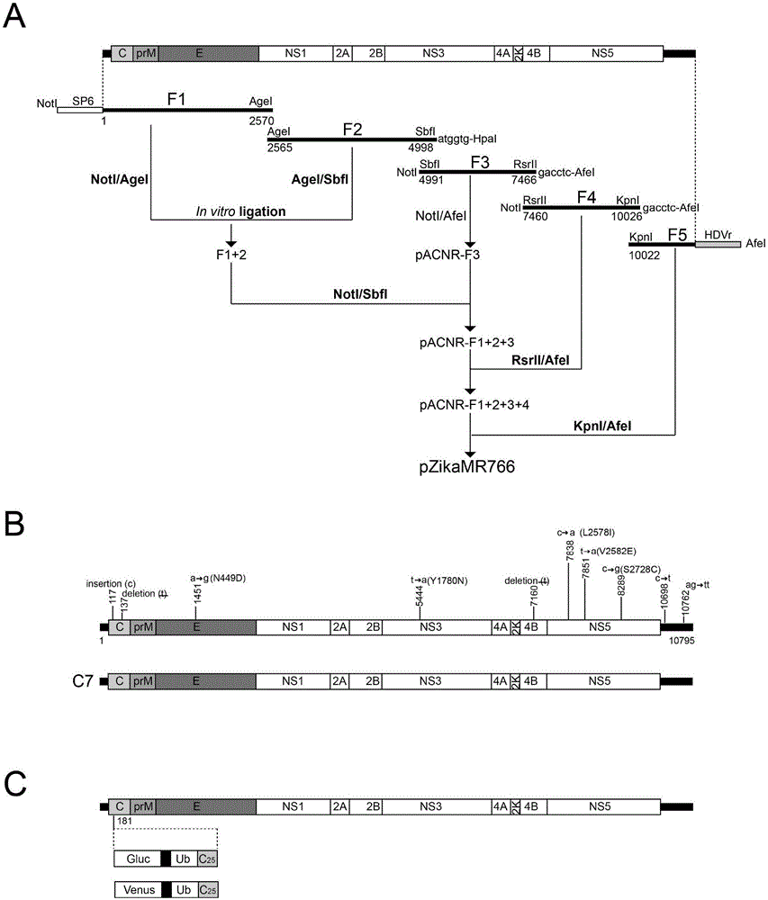 寨卡病毒MR766毒株的感染性克隆及其应用的制作方法
