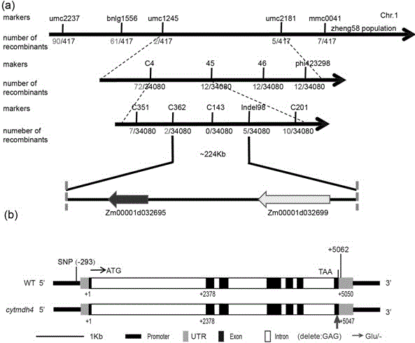 玉米高赖氨酸基因ZmcytMdh4的分子标记及其应用的制作方法