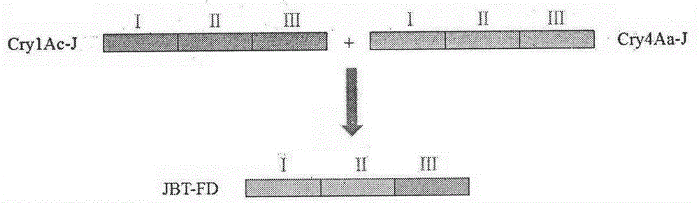 一种人工设计合成的Bt抗虫基因JBT-FD及其应用的制作方法