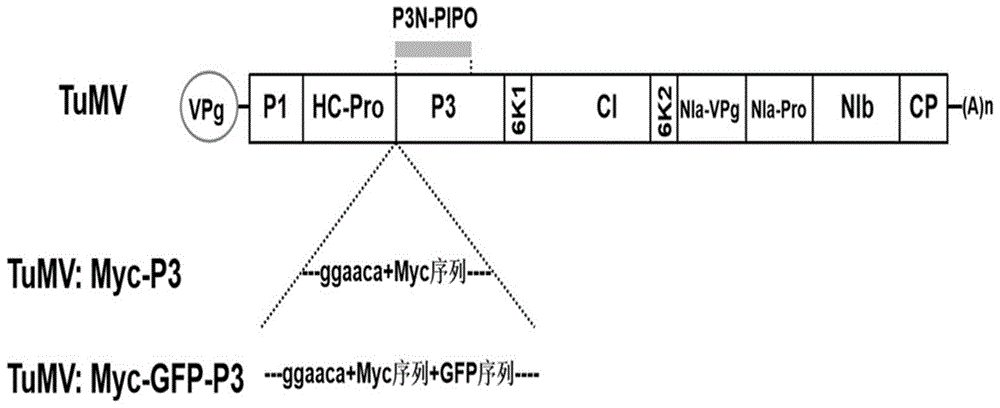 芜菁花叶病毒P3蛋白插入标签的方法及其重组载体和应用与流程