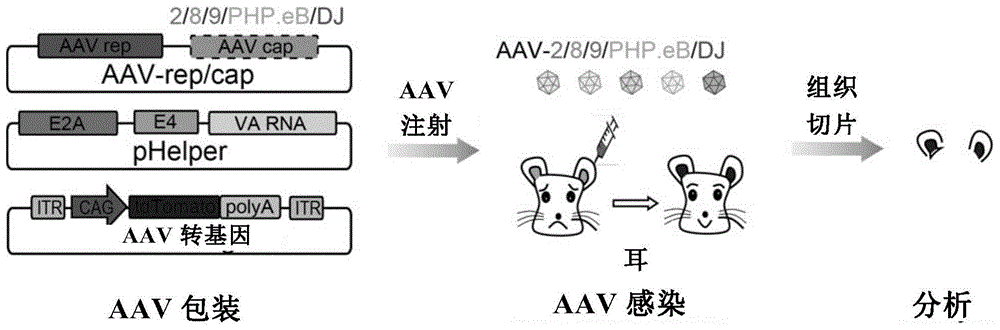 一种高效感染支持细胞和毛细胞的AAV载体的制作方法