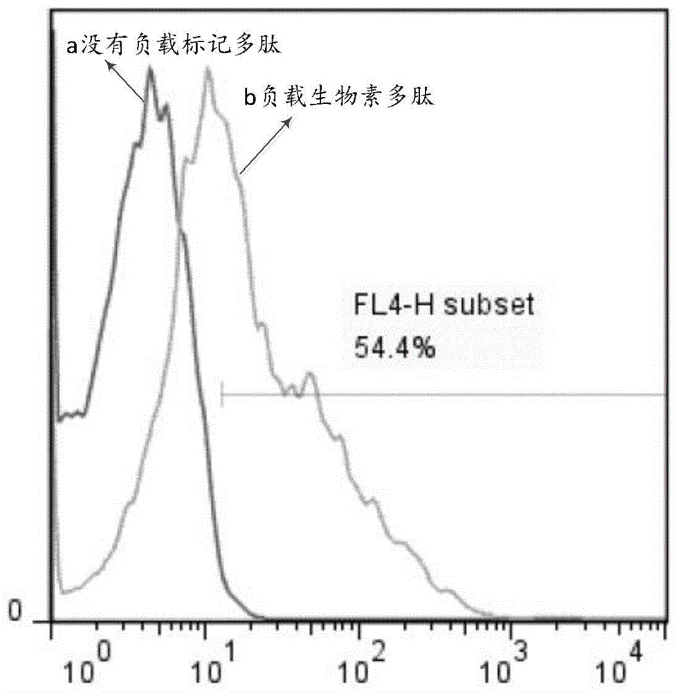 一种RFFT2细胞的构建方法与流程