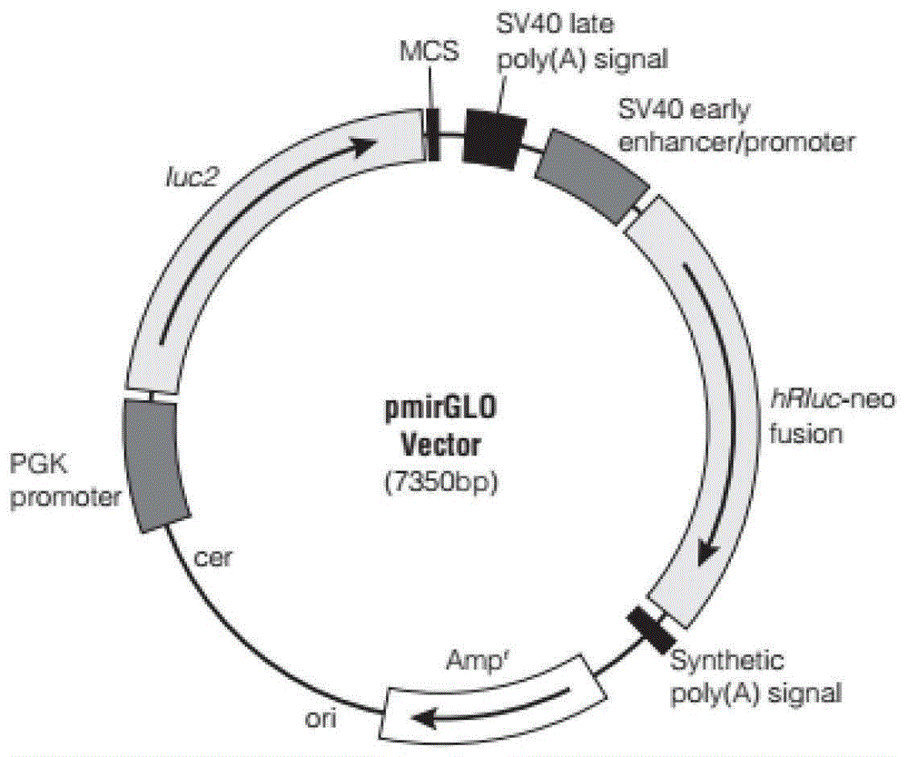 miR-26a调节生殖细胞凋亡的应用的制作方法