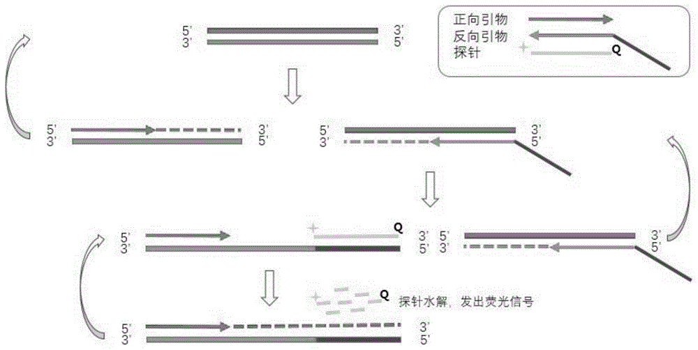 用于人体HER2基因扩增状态检测的组合套装的制作方法