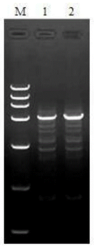 检测烟草eIF4E-1基因单碱基插入突变的Bi-PASA标记引物及方法与流程