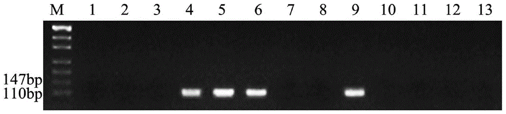 一种长穗偃麦草Ee基因组特异分子标记及其应用的制作方法