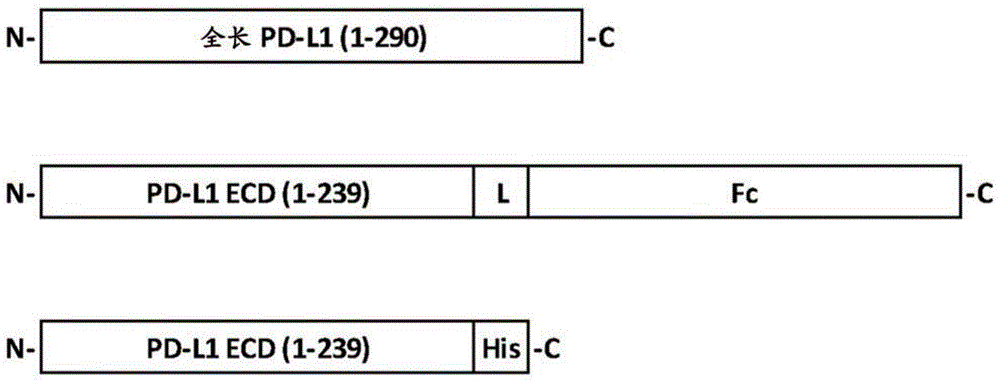 抗PD-L1抗体及其作为治疗剂及诊断剂的用途的制作方法