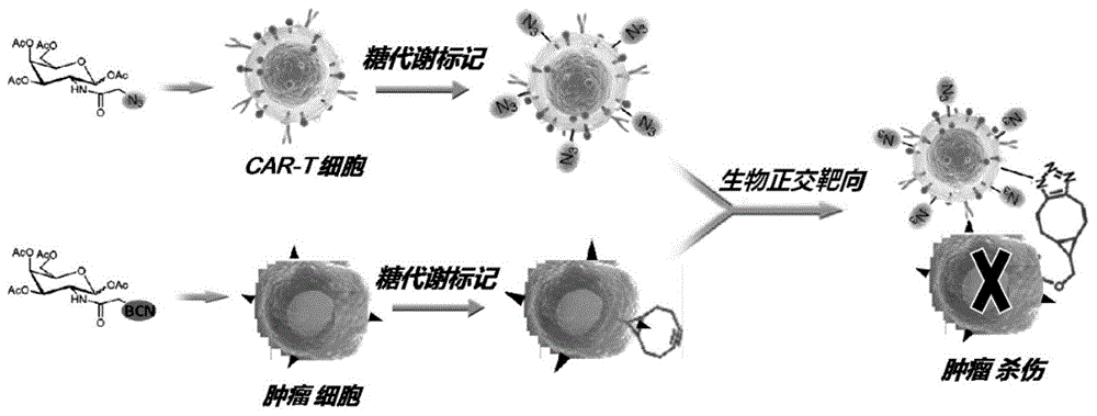 人工靶向修饰的CAR-T细胞及其制备方法与应用与流程