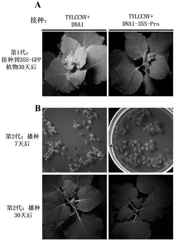 一种双生病毒卫星DNA1载体及其育种方法与流程