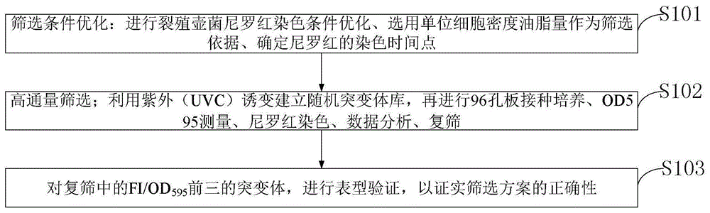 一种高通量筛选高产油裂殖壶菌突变体的方法与流程