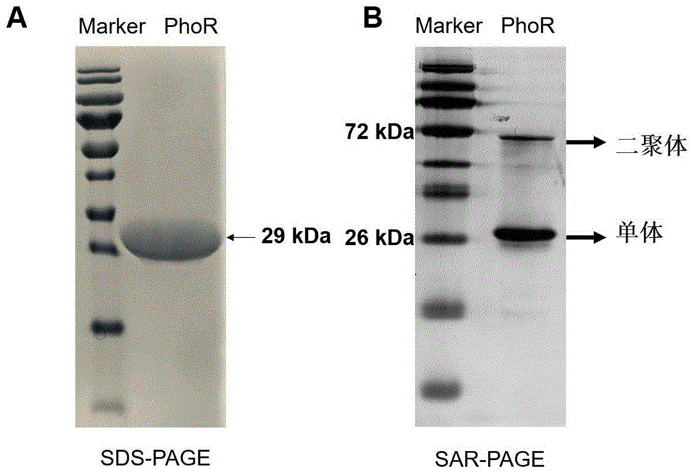 05SAR-PAGE及其制备方法和应用与流程