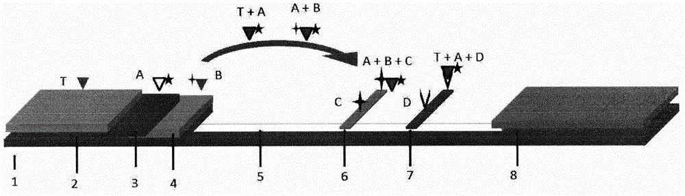 一种通用性免疫层析试纸的制作方法