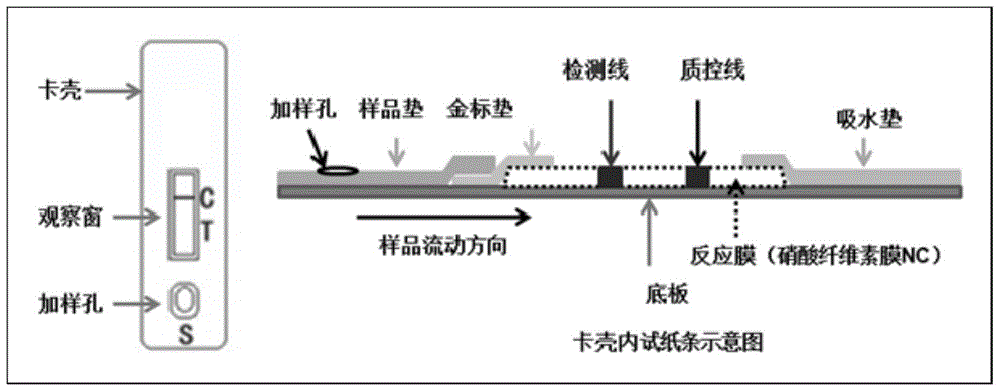 一种抗除草剂蛋白bar的胶体金免疫层析速测卡的制作方法