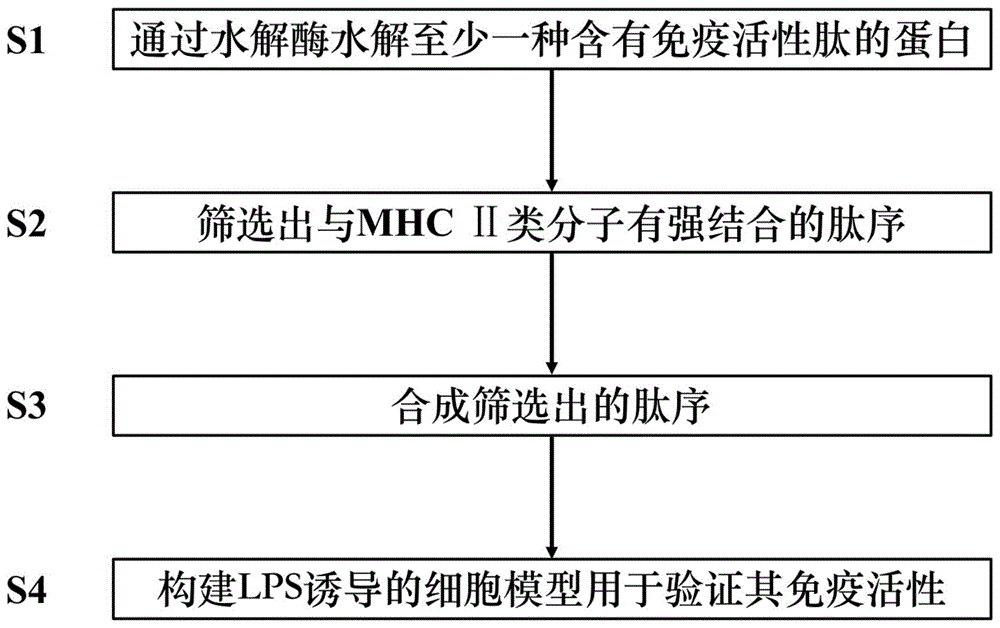 一种免疫活性肽的筛选方法与流程