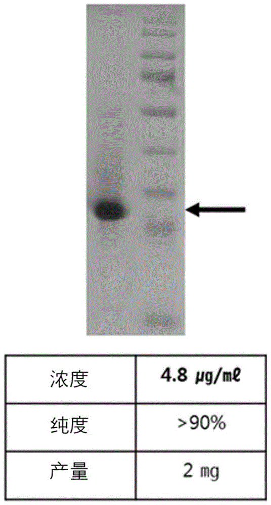 细胞膜穿透肽及包含其的细胞内输送载体的制作方法