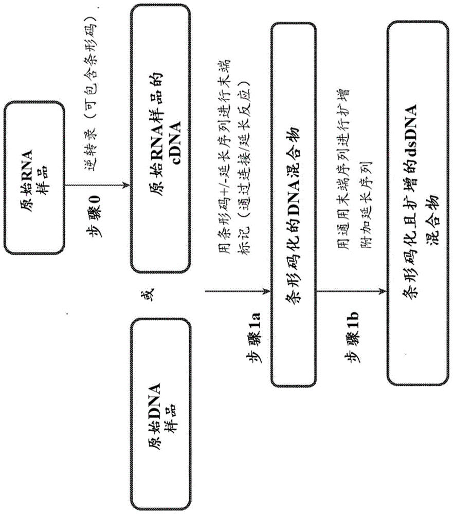 用于定相测序的方法和组合物与流程