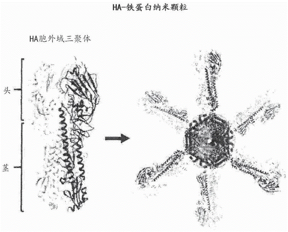 稳定化的第2组流感血凝素茎区三聚体及其用途的制作方法