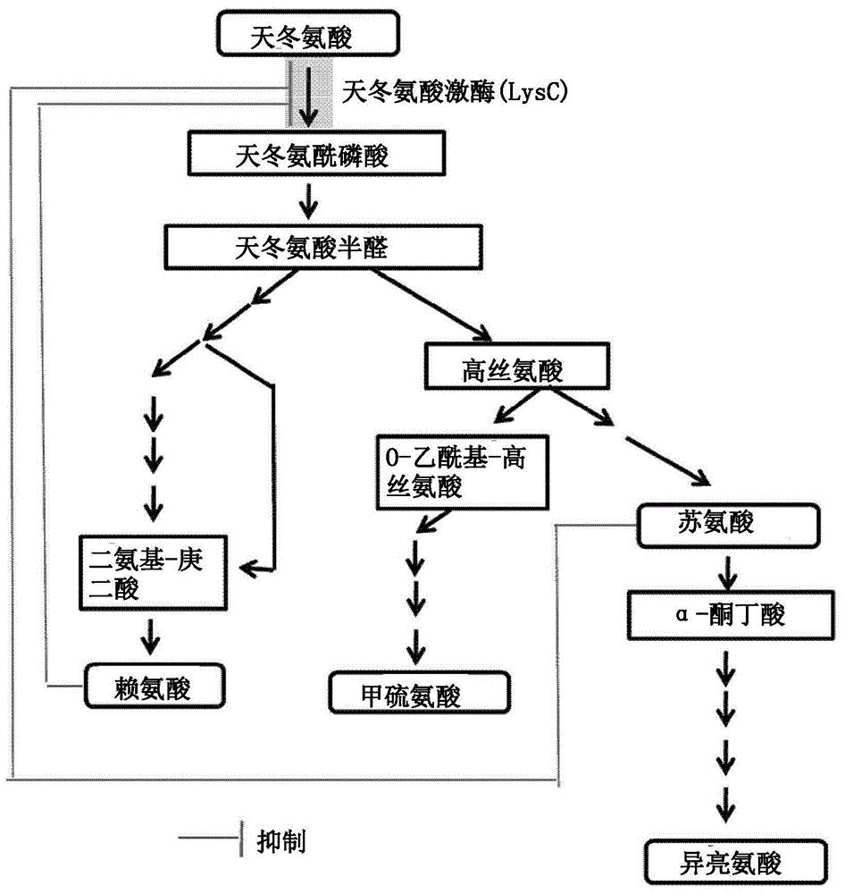 新型天冬氨酸激酶变体和使用其生产L-氨基酸的方法与流程