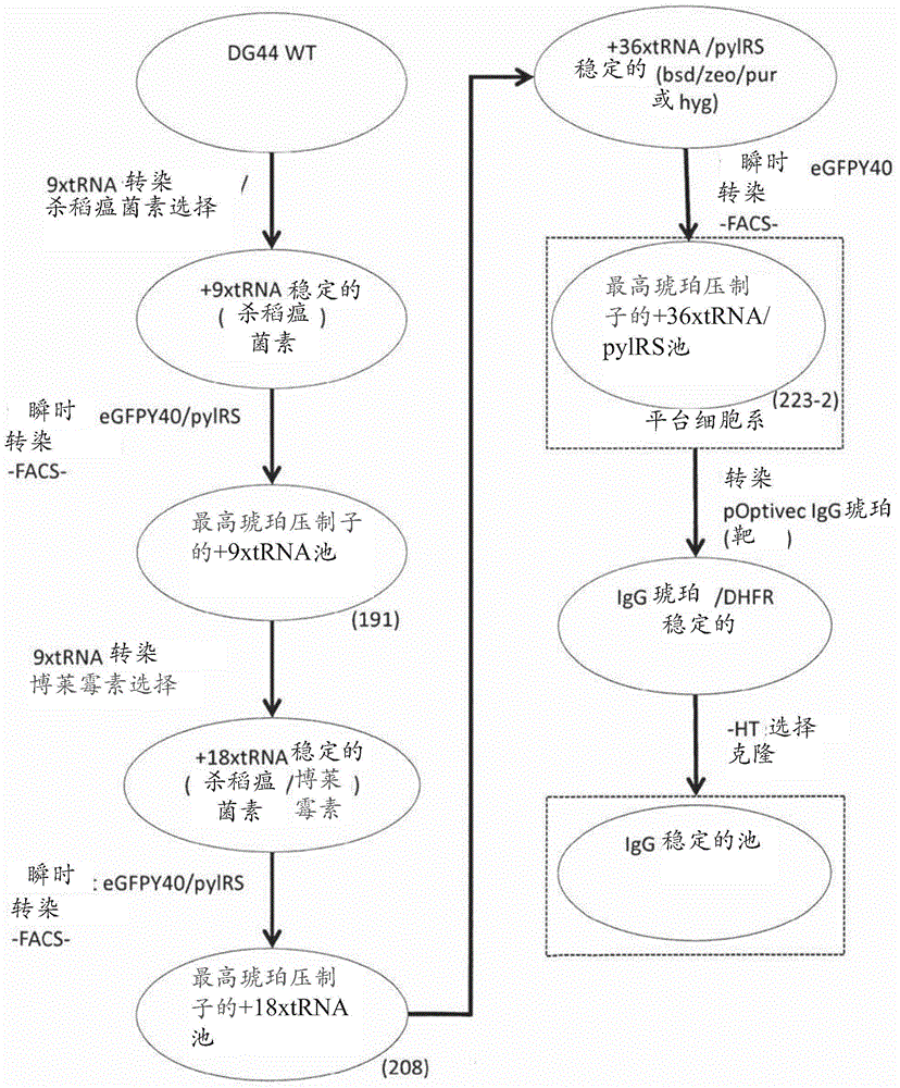 细胞系的制作方法