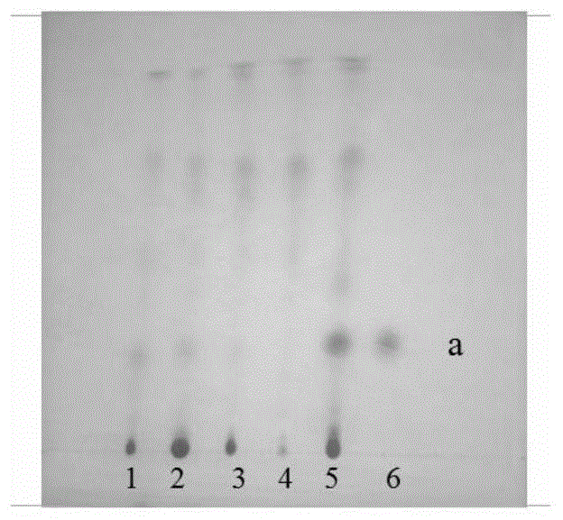 鉴别厚藤的薄层色谱方法与流程