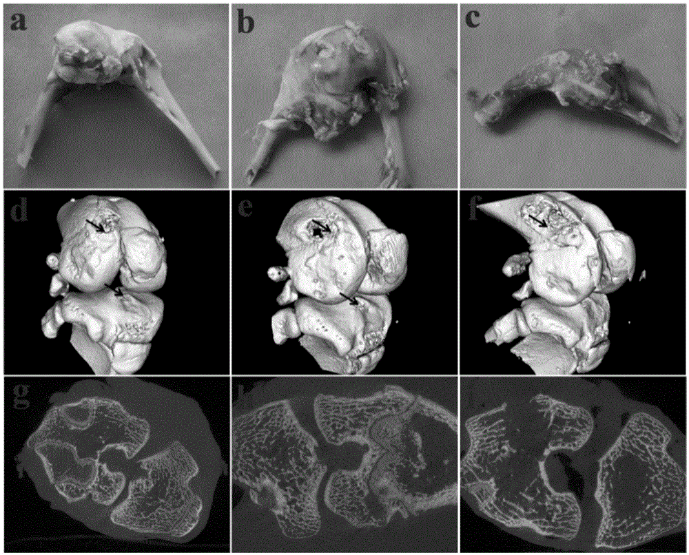 一种股骨髁结核动物模型的构建的制作方法
