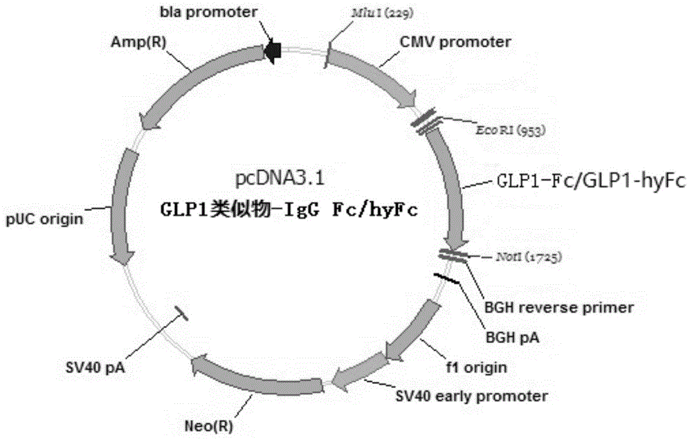 GLP-1类似物-Fc融合蛋白及其制备方法和用途与流程