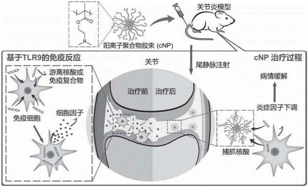 可用于治疗类风湿性关节炎的聚合物纳米颗粒的制作方法