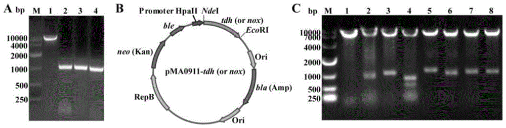 一种催化合成2,5-二甲基吡嗪的重组菌的制作方法