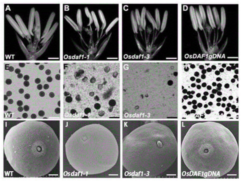 雄性不育基因osdaf1的应用及恢复水稻雄性不育的方法与流程