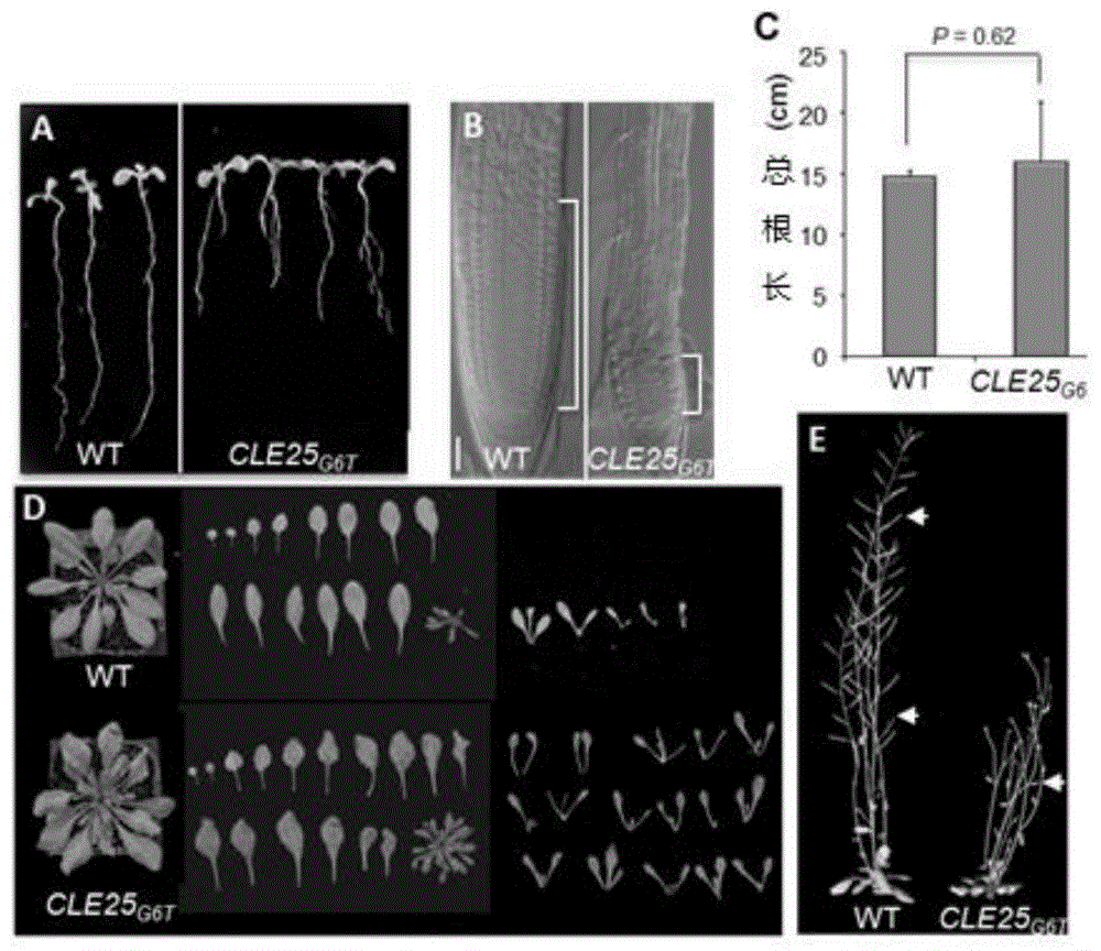 CLE25基因在调控植物韧皮部起始及发育过程中的应用的制作方法