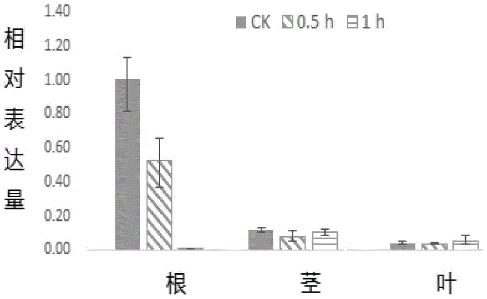 一种柽柳盐胁迫响应基因TcNAC2及其miRNA抗性靶标rTcNAC2和应用的制作方法