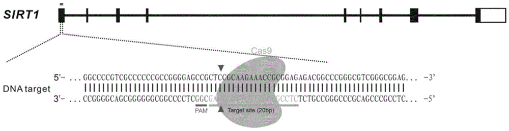 一种SIRT1基因敲除的IPEC-J2细胞系的构建方法与流程