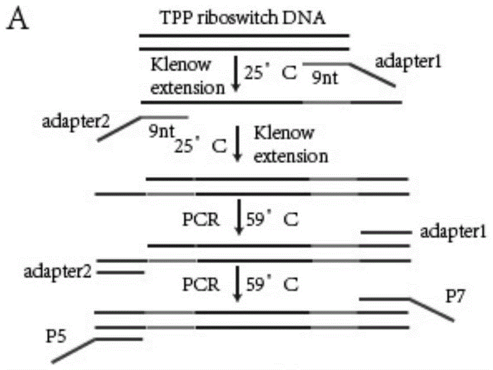 一种TPP核糖开关序列引物和肠道菌群分类方法与流程