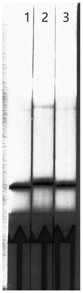 一种基于CRISPR/Cas和恒温扩增的一步法核酸检测方法和试剂盒与流程