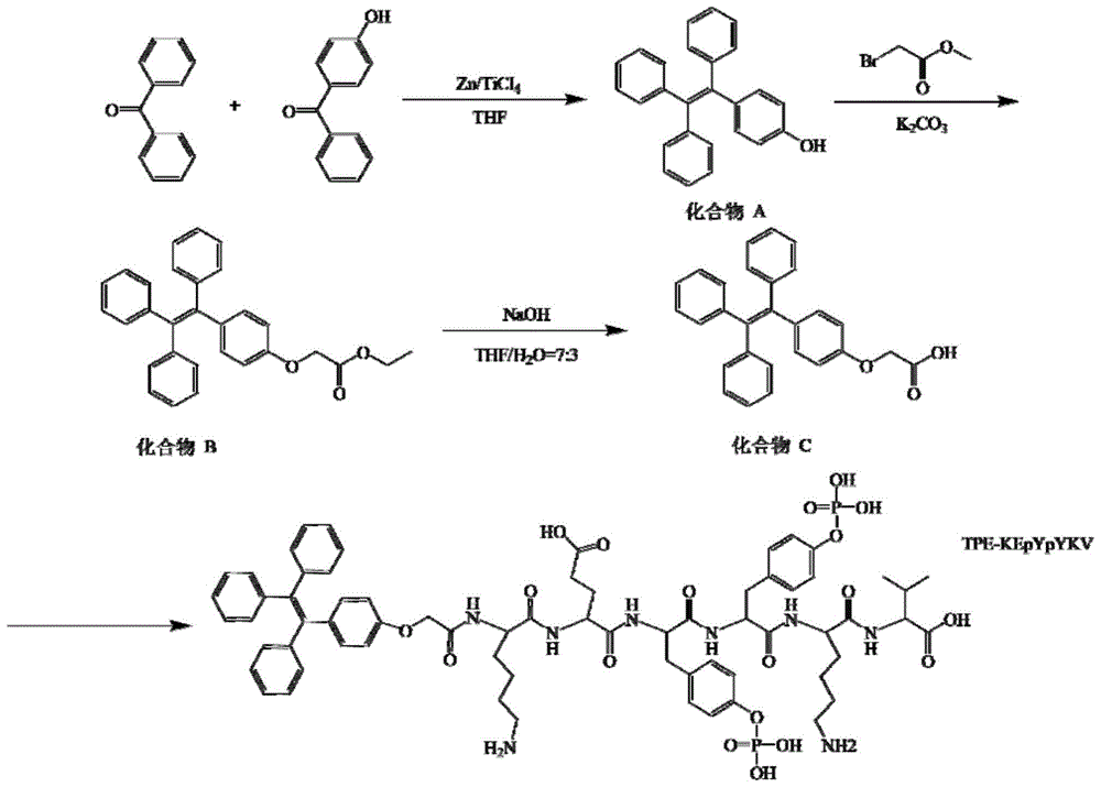 一种用于PTP1B检测的多肽及包含该多肽的荧光探针的制作方法