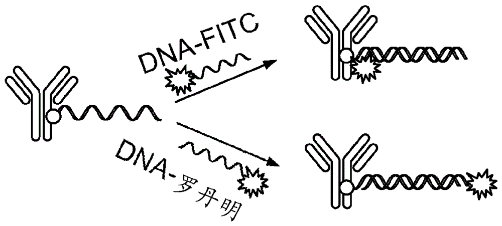 肽核酸缀合物的制作方法