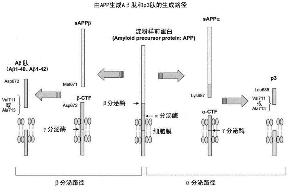 评价脑内的淀粉样蛋白β肽蓄积状态的替代性生物标记物和其分析方法与流程