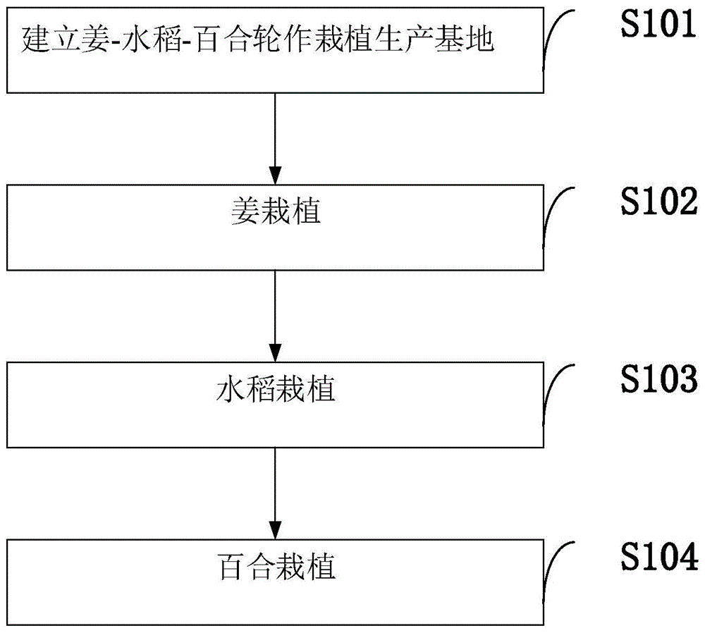 一种姜-水稻-百合轮作栽植方法与流程