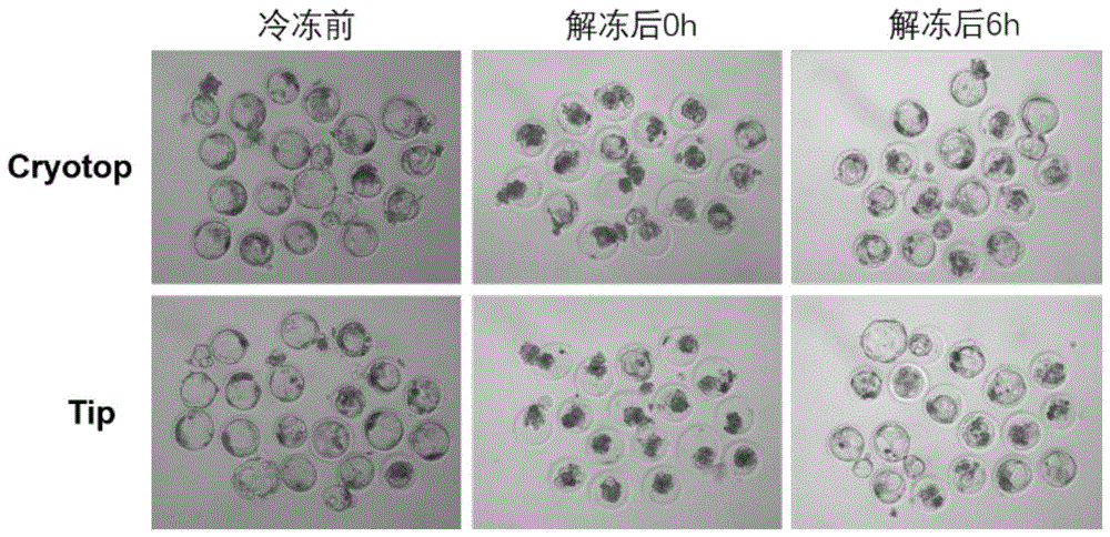 一种基于麦管冷冻tip载体的猪囊胚的冻存和解冻方法与流程