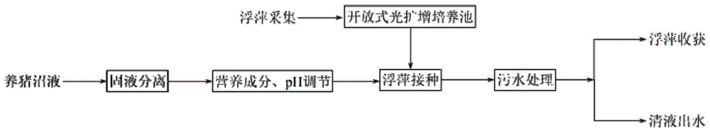 一种利用浮萍处理高浓度抗生素养猪沼液的方法与流程