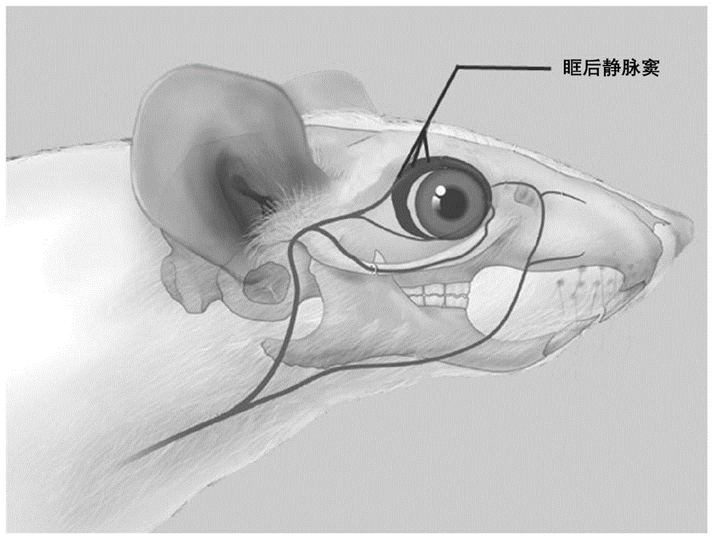 一种顺铂所致急性肾损伤的小鼠模型的构建方法与流程