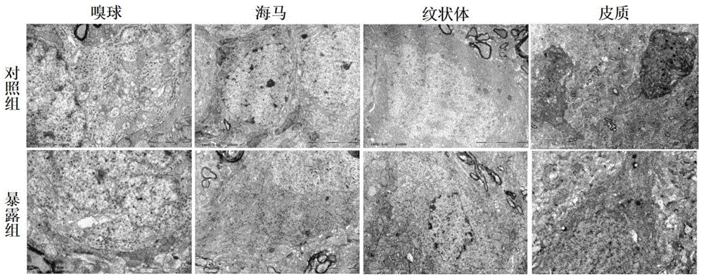 一种颗粒物呼吸暴露神经毒性大鼠模型的建立方法与流程