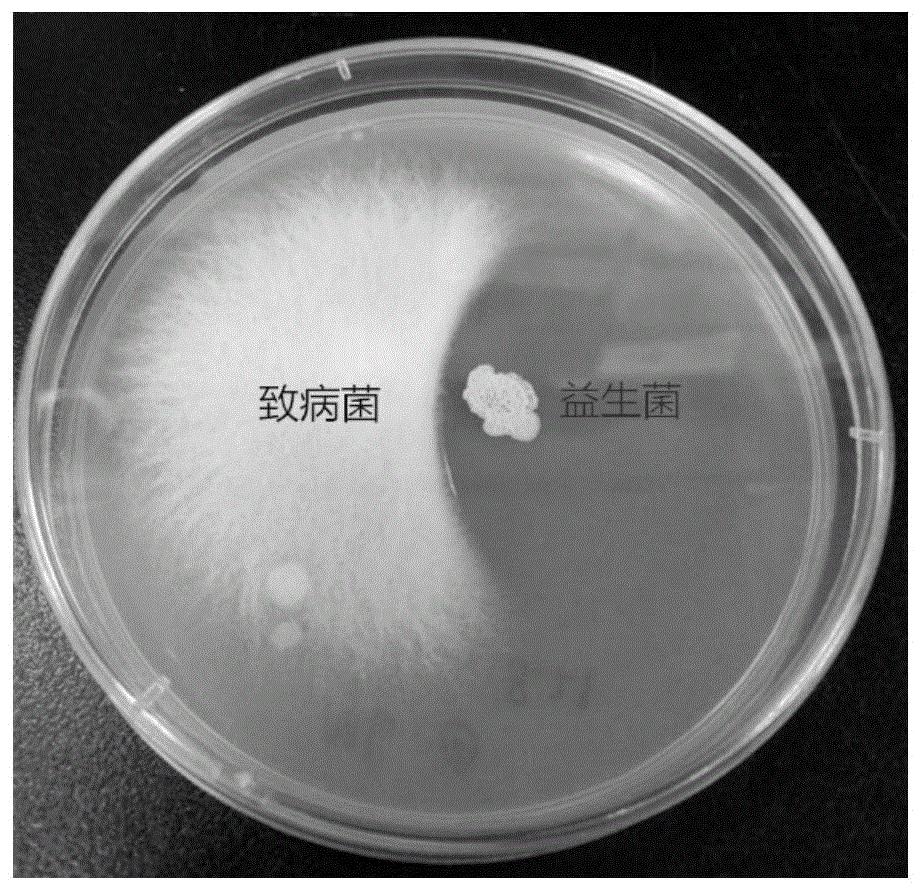 一种适用于水肥一体化系统的防病促根微生物菌肥及其制备方法与流程