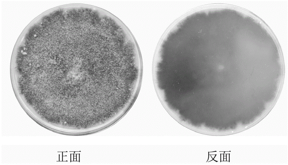 一种白术内生真菌及其应用的制作方法