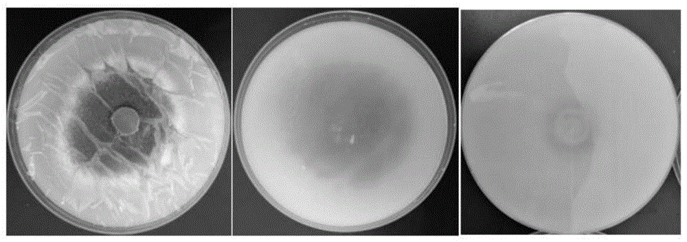 一株樟子松根际具疣篮状菌SBS-ZGTP02及其应用的制作方法