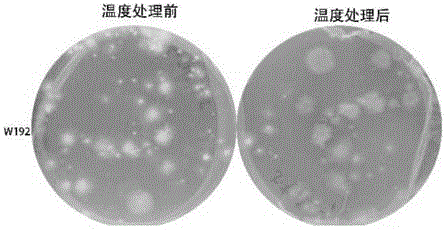 一种筛选双孢蘑菇耐高温菌株的方法与流程