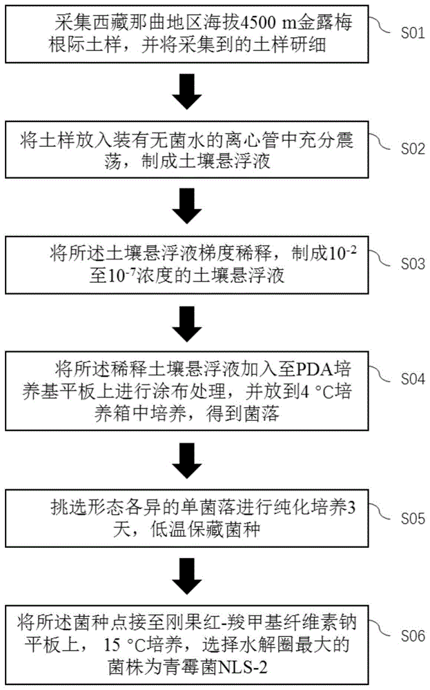 一株耐低温解纤维素青霉菌及其应用的制作方法