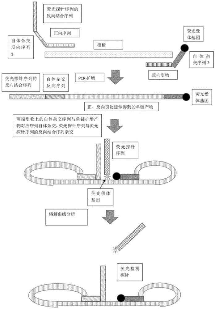 一组FRET杂交扩增引物和检测探针组的制作方法