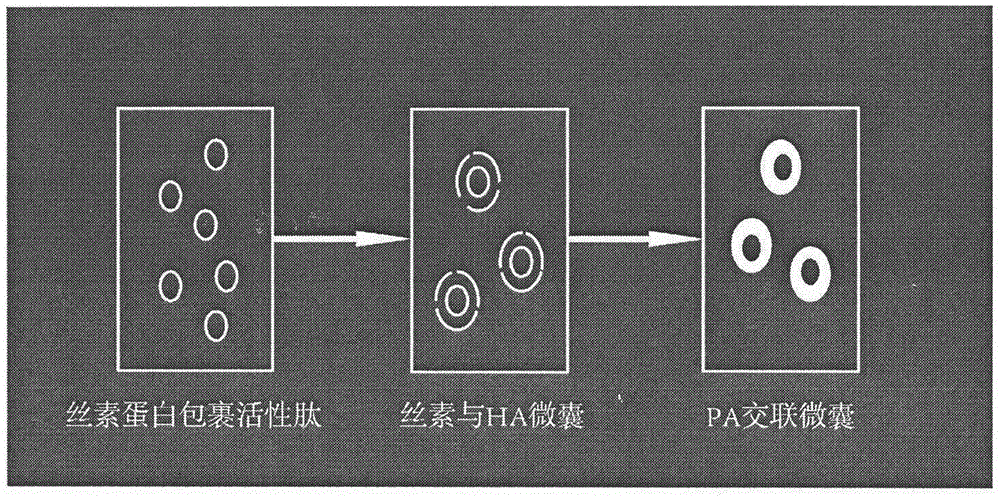 一种载活性美容多肽丝素蛋白ha复合微囊冻干方晶制备的制作方法